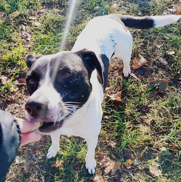 Polka dolcissima cagnoletta del 2020 Foto 4